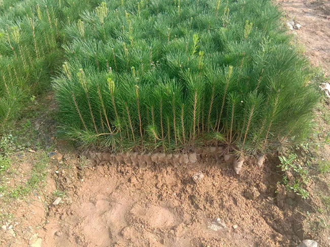 黑松苗多少錢一棵?2020年黑松苗價格最新行情預測