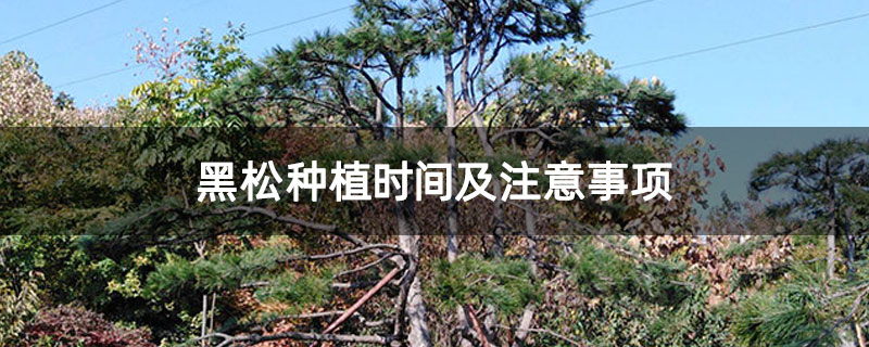黑松種植時(shí)間及注意事項(xiàng)