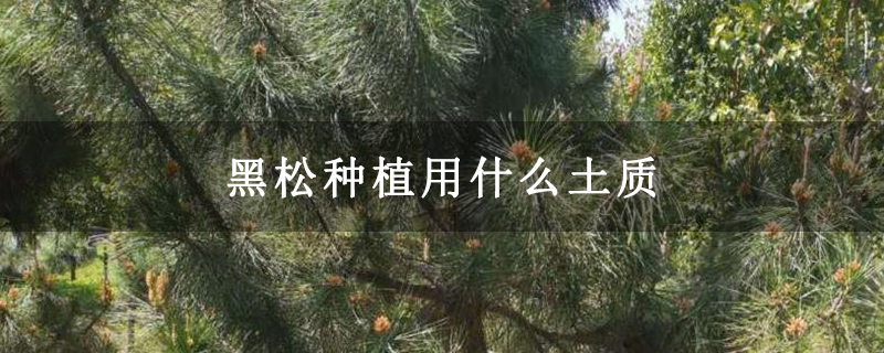 黑松種植用什么土質