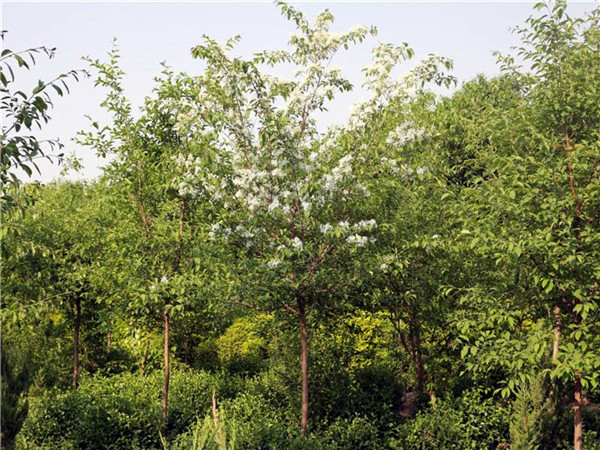 流蘇樹(shù)圖片