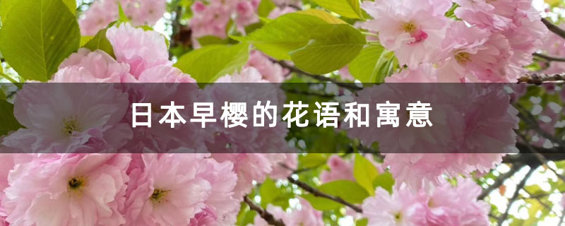 日本早櫻的花語和寓意