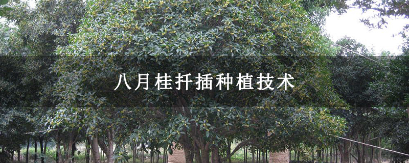 八月桂扦插種植技術