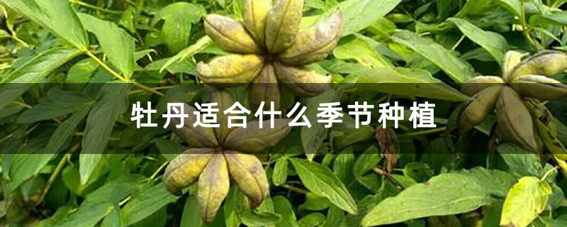 牡丹適合什么季節種植