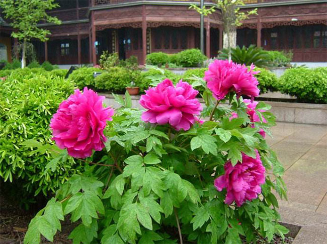 牡丹幾月種植?牡丹種子種植技術