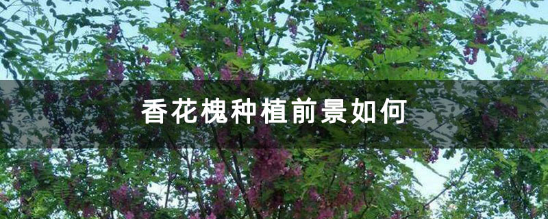 香花槐種植前景如何
