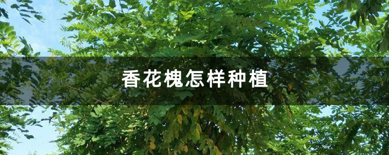 香花槐怎樣種植