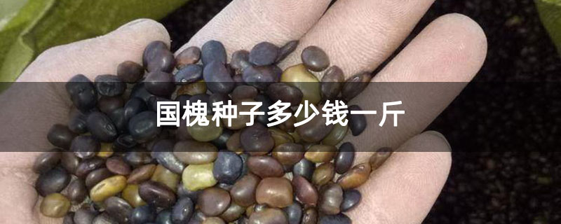 國槐種子多少錢一斤