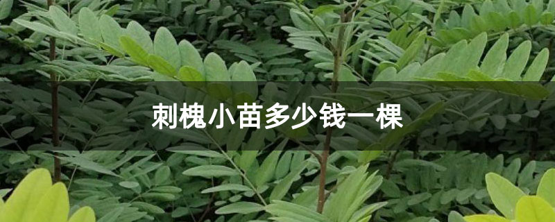 刺槐小苗多少錢一棵