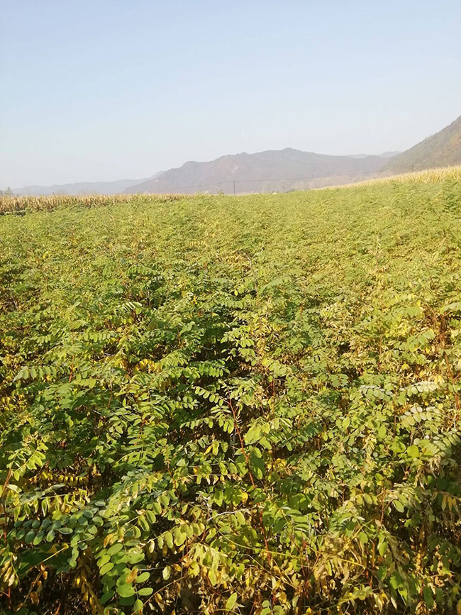 刺槐樹苗價格行情