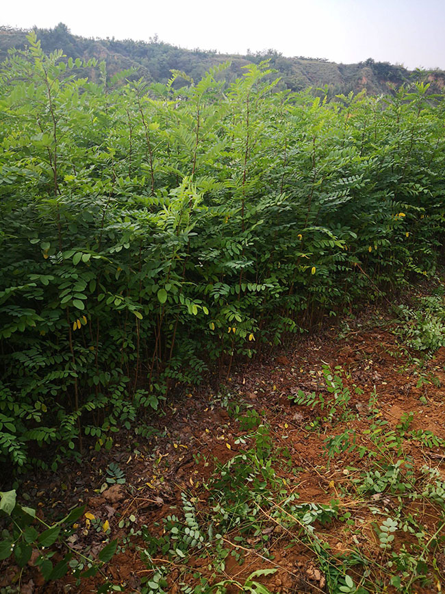 刺槐樹苗價格行情