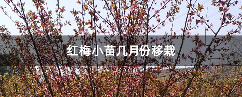 紅梅小苗幾月份移栽