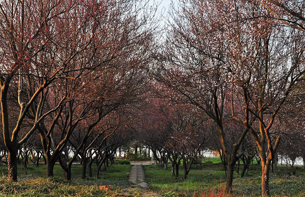 紫葉李13.jpg