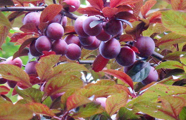 紫葉李12.jpg
