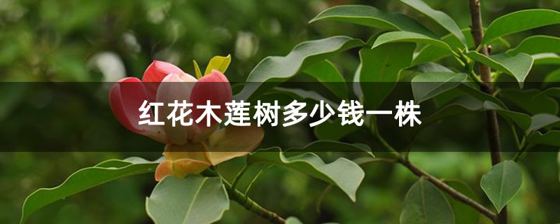 紅花木蓮樹多少錢一株