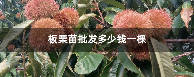 板栗苗批發多少錢一棵
