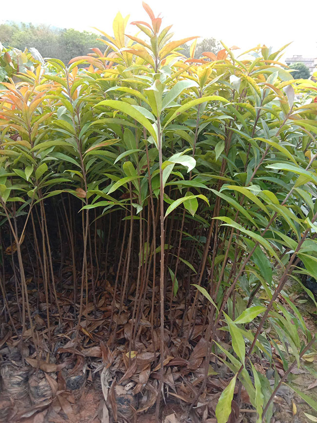 一年生木荷小苗價格多少，