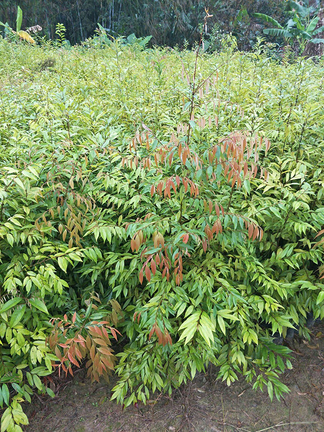 一年生木荷小苗價格多少，