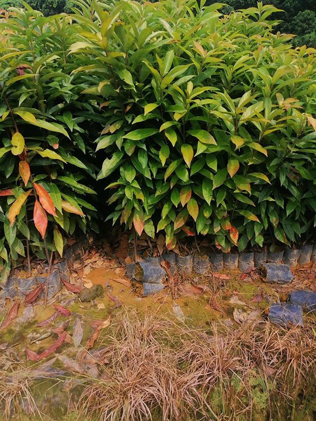 一年生木荷小苗價格多少，