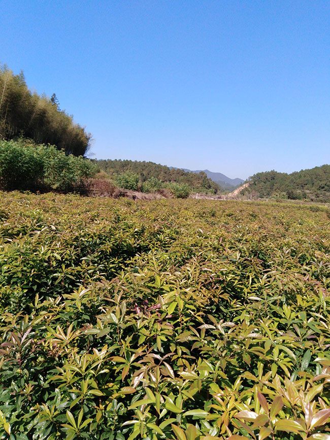 一年生木荷小苗價格多少，
