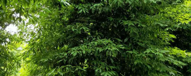 8公分楨楠樹(shù)價(jià)格多少錢一棵