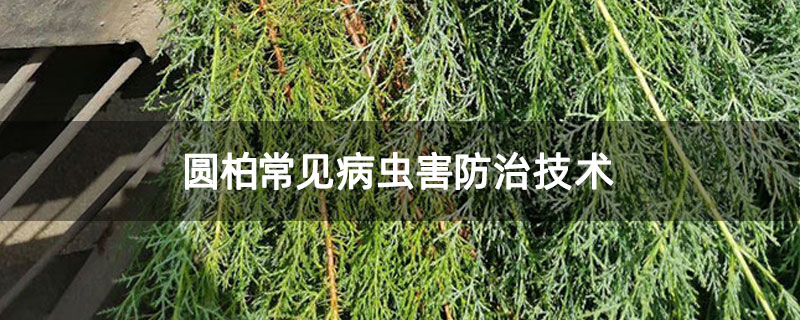 圓柏常見病蟲害防治技術