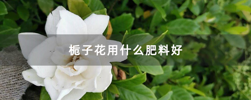 梔子花用什么肥料好