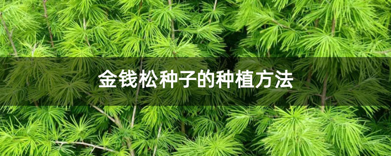 金錢松種子的種植方法