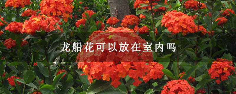 龍船花可以放在室內嗎