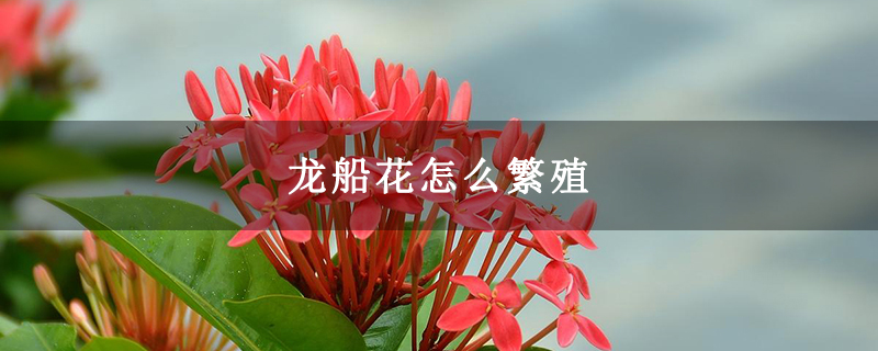 龍船花怎么繁殖