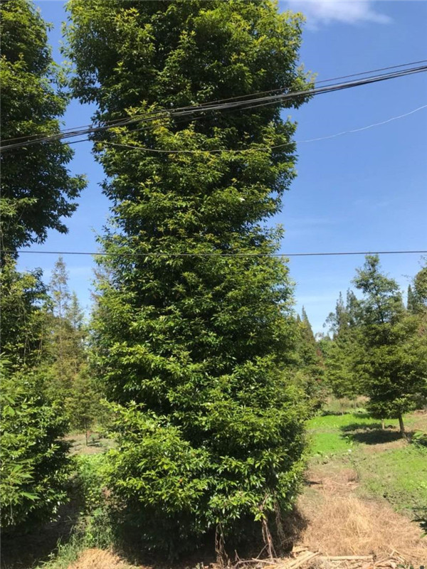 小葉楨楠圖片江蘇小葉楨楠基地實拍圖