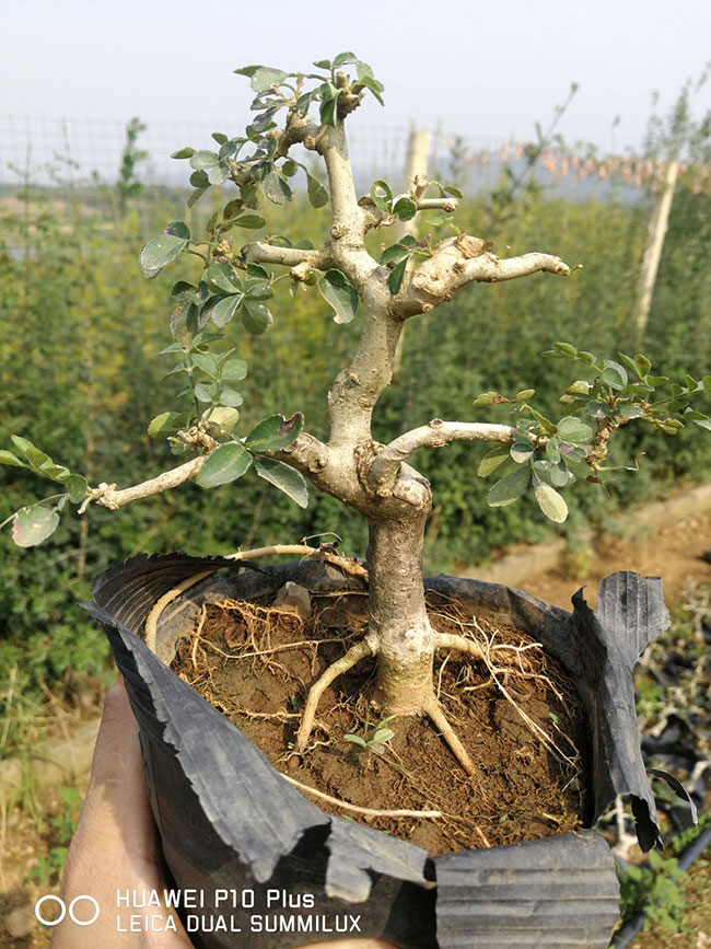 對(duì)節(jié)白蠟多少錢一棵?2020對(duì)節(jié)白蠟價(jià)格最新價(jià)格