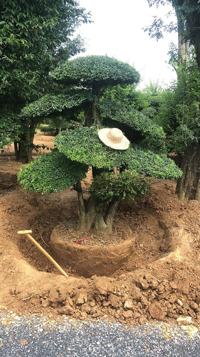 對(duì)節(jié)白蠟多少錢一棵?2020對(duì)節(jié)白蠟價(jià)格最新價(jià)格