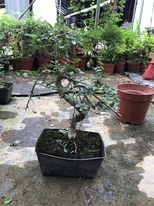 對(duì)節(jié)白蠟多少錢一棵?2020對(duì)節(jié)白蠟價(jià)格最新價(jià)格