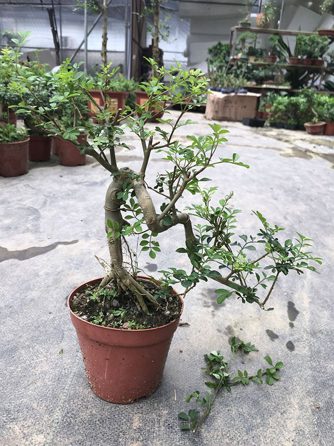 對(duì)節(jié)白蠟多少錢一棵?2020對(duì)節(jié)白蠟價(jià)格最新價(jià)格