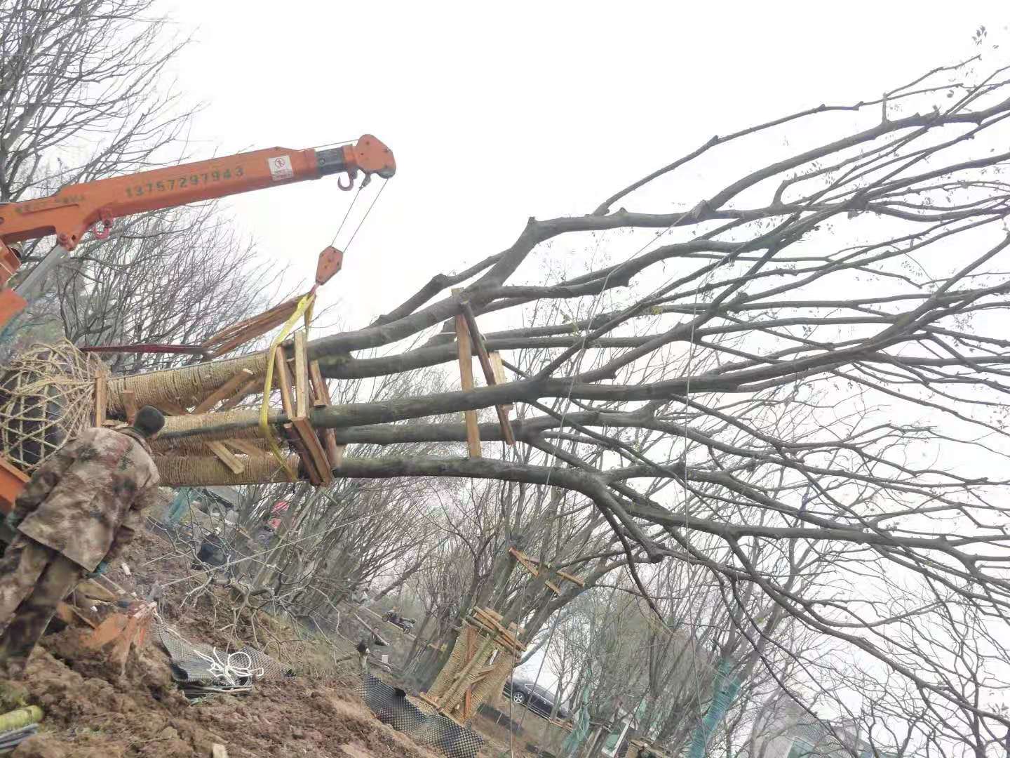 冠幅6米叢生樸樹價格多少錢一棵圖片