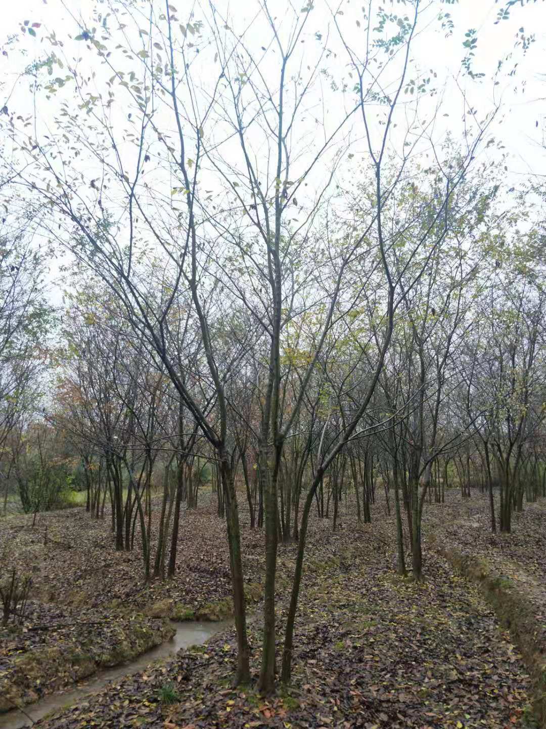 冠幅6米叢生樸樹價格多少錢一棵圖片