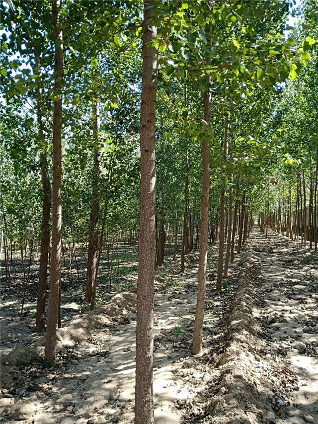 速生楊種植基地實(shí)拍