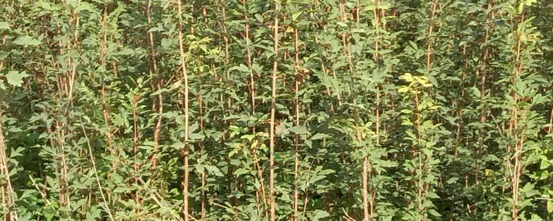 13公分血皮槭價格多少錢一棵