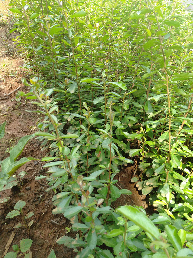 火棘多少錢一棵?2020年火棘價格最新行情預測