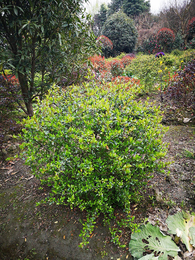 火棘多少錢一棵?2020年火棘價格最新行情預測