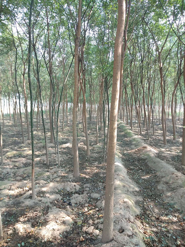 槐樹苗多少錢一棵?2020年最新槐樹苗價格行情