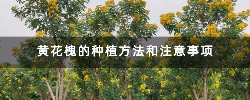 黃花槐的種植方法和注意事項(xiàng)