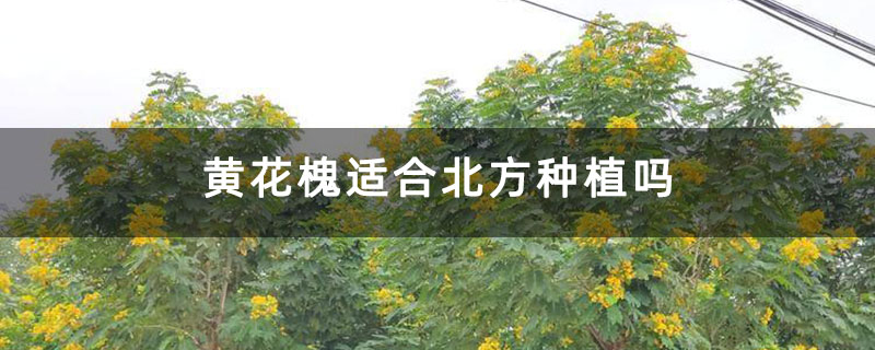 黃花槐適合北方種植嗎