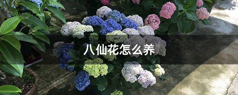 八仙花怎么養