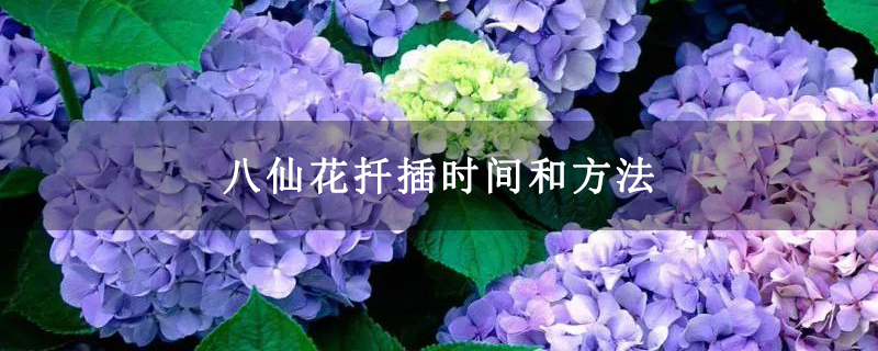 八仙花扦插時間和方法