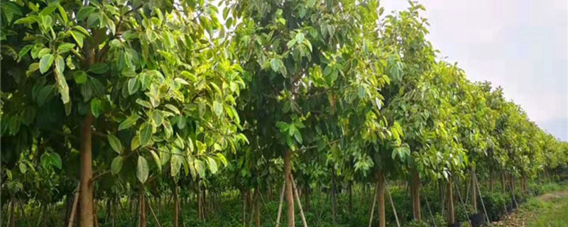 15公分富貴榕報價多少錢一棵