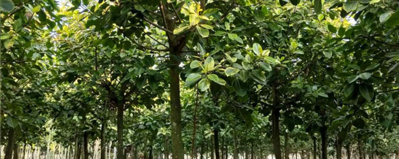 12公分富貴榕多少錢一棵