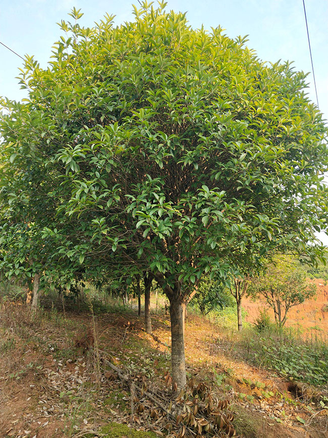 金桂價格多少錢一棵?金桂的種植方法