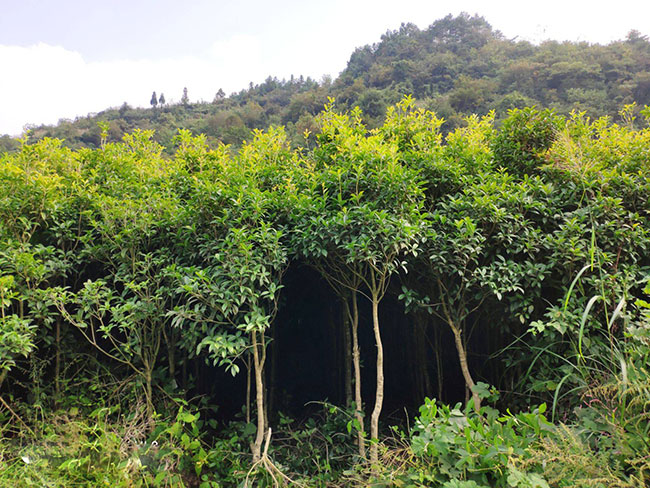 金桂多少錢一棵?2020年金桂價(jià)格最新行情預(yù)測(cè)