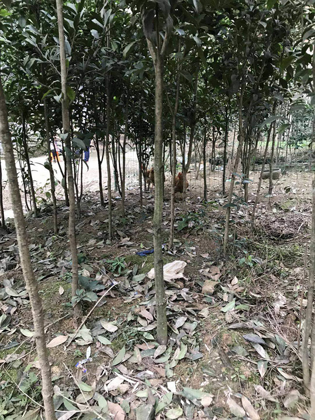 金桂多少錢一棵?2020年金桂價(jià)格最新行情預(yù)測(cè)